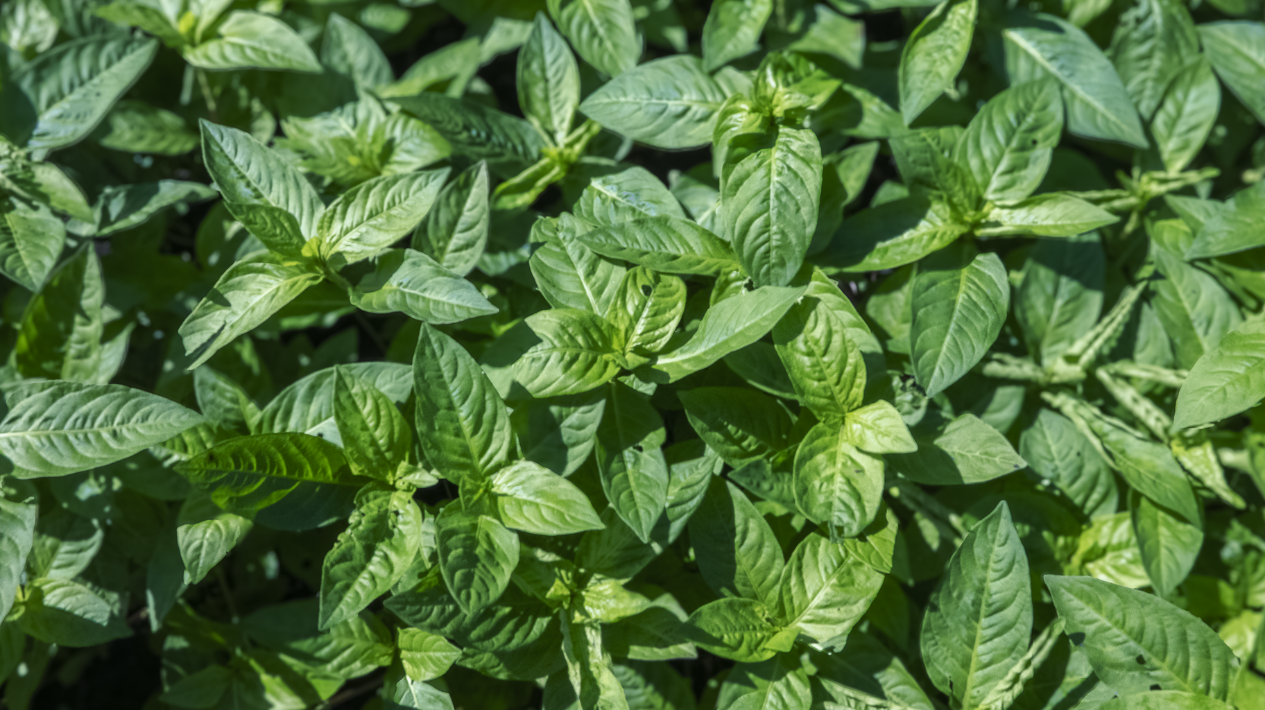 自家栽培の藍の畑の様子