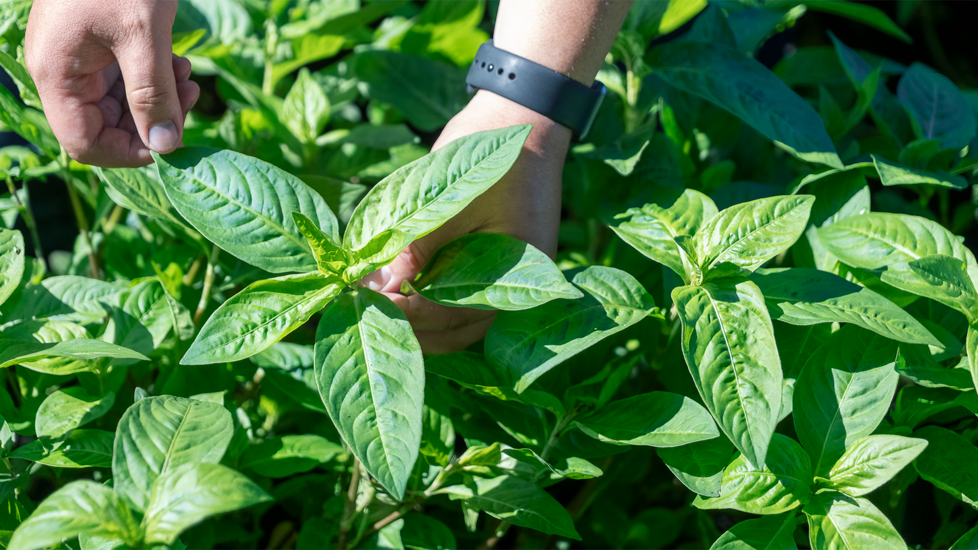 藍染屋ミオカザロ原産の藍