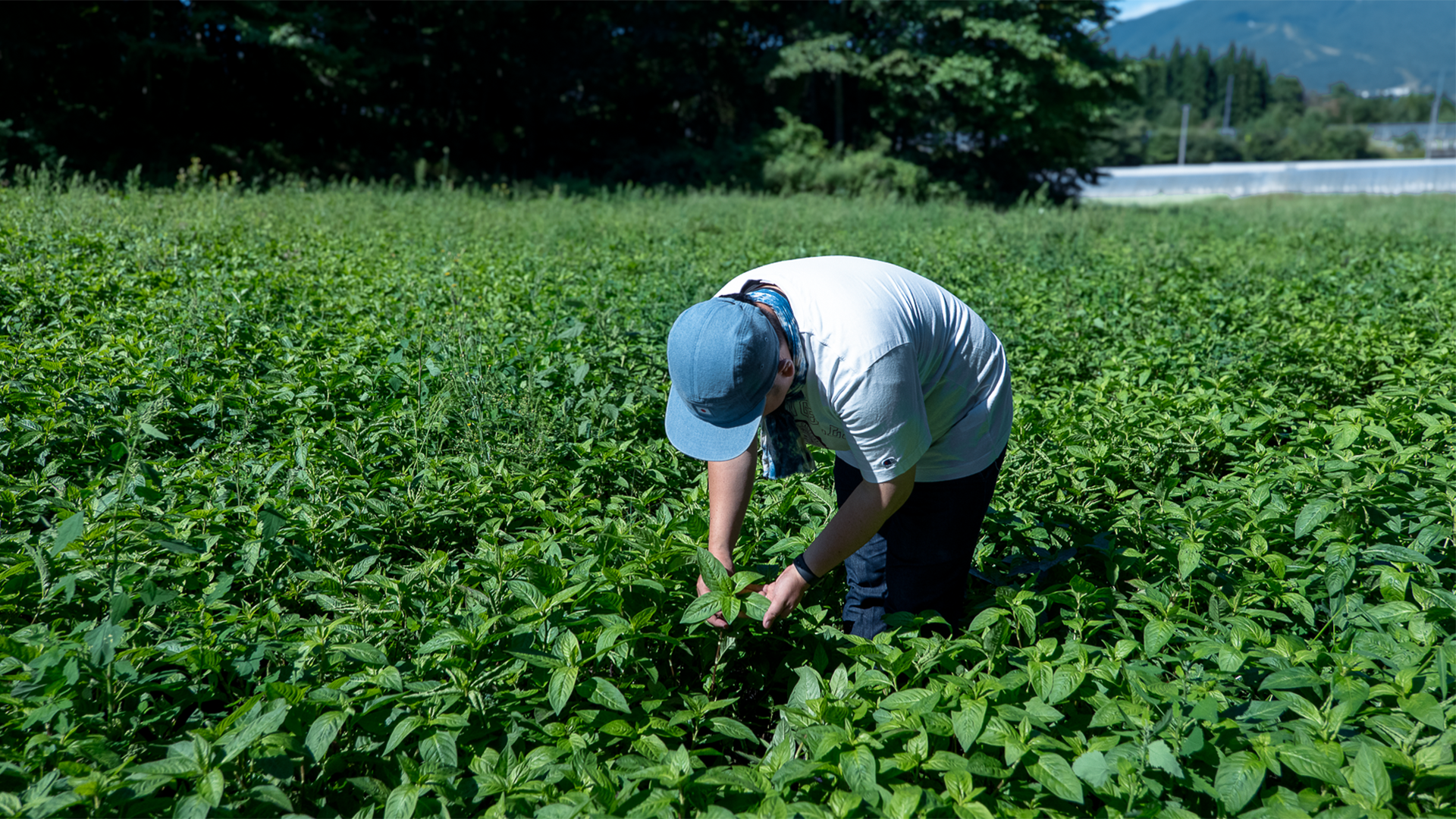 藍染屋ミオカザロの畑で様子を見る代表